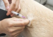 Veterinaria: i pericoli della parvovirosi Parvovirosi