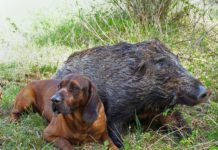 Il recupero dei cinghiali feriti: un servizio indispensabile Cinghiale ferito