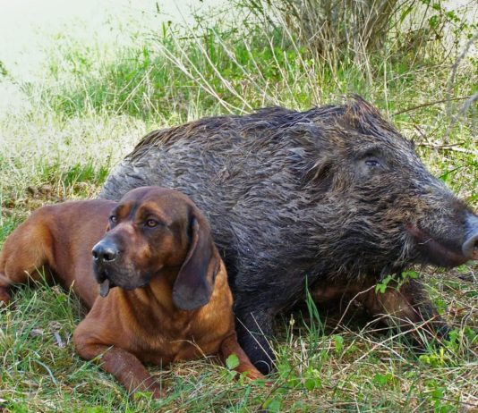 Il recupero dei cinghiali feriti: un servizio indispensabile Cinghiale ferito