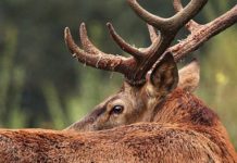 Perché certi cervi migrano e altri no? Migrazione cervi