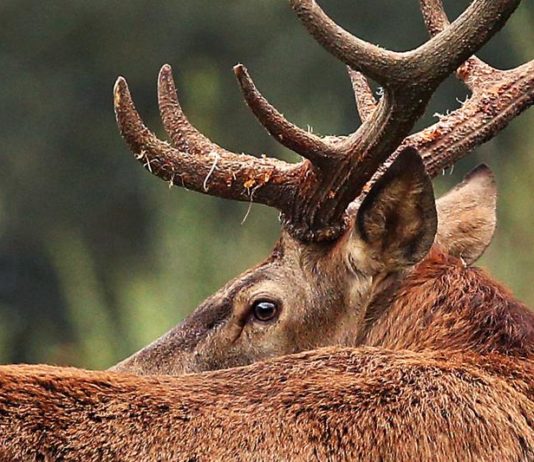 Perché certi cervi migrano e altri no? Migrazione cervi