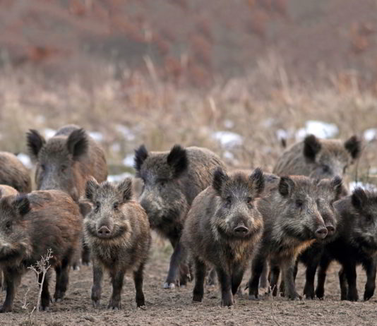 Perché i cinghiali sono in aumento Cinghiali