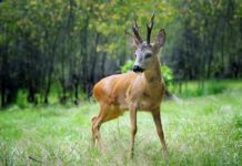 Trofeo grande uguale capriolo maturo? Capriolo