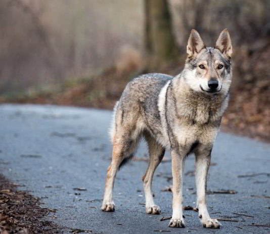 Le attività umane influenzano il comportamento dei lupi I lupi utilizzano le strade