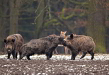 I cinghiali stanno colonizzando l’Europa Cinghiali