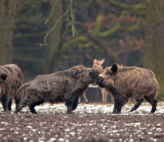 I cinghiali stanno colonizzando l’Europa Cinghiali