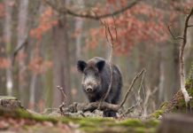 Peste suina africana: uno spettro sull’Europa Cinghiale