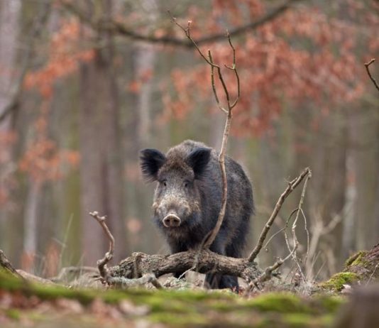Peste suina africana: uno spettro sull’Europa Cinghiale