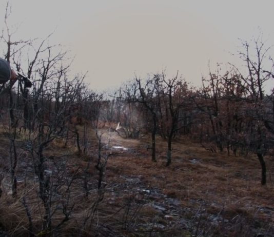 Caccia alla beccaccia: a un passo dal tiro