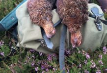 Piccola selvaggina: come si gestisce in Europa Piccola selvaggina