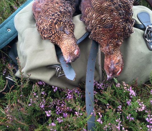 Piccola selvaggina: come si gestisce in Europa Piccola selvaggina