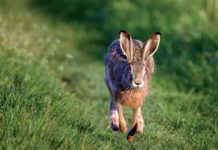 Caccia con i cani da seguita: gli effetti sulla lepre Lepre