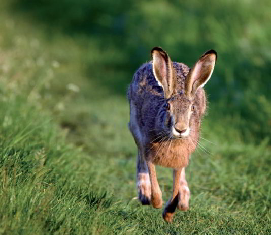 Caccia con i cani da seguita: gli effetti sulla lepre Lepre