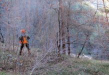 Cane da beccacce: specialista o specializzato? Matteo prono a servire Jack