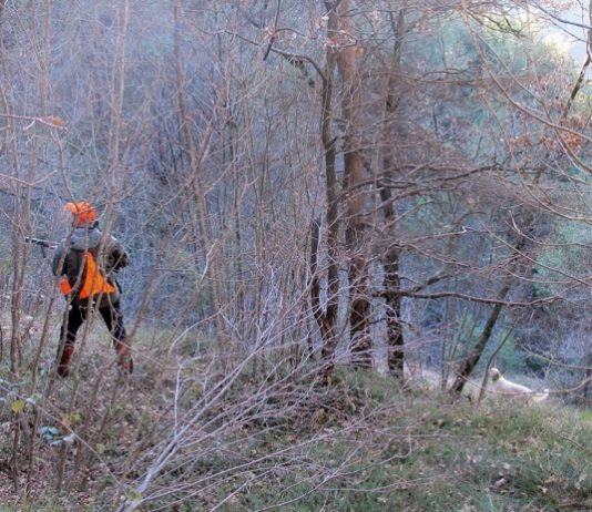 Cane da beccacce: specialista o specializzato? Matteo prono a servire Jack