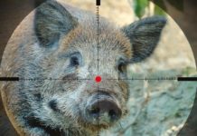 Abruzzo: caccia di selezione, chi non partecipa viene sospeso caccia di selezione al cinghiale