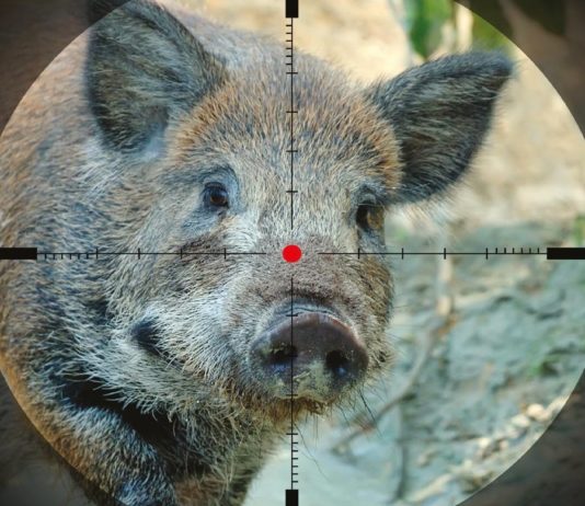 Abruzzo: caccia di selezione, chi non partecipa viene sospeso caccia di selezione al cinghiale