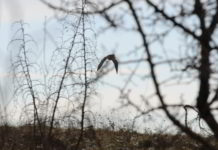 Le “strane” beccacce beccaccia in volo