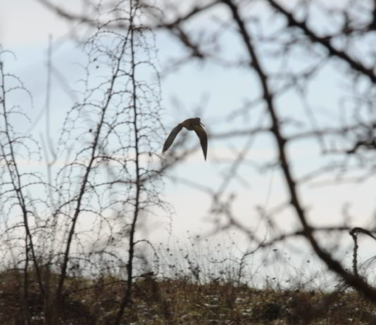 Le “strane” beccacce beccaccia in volo
