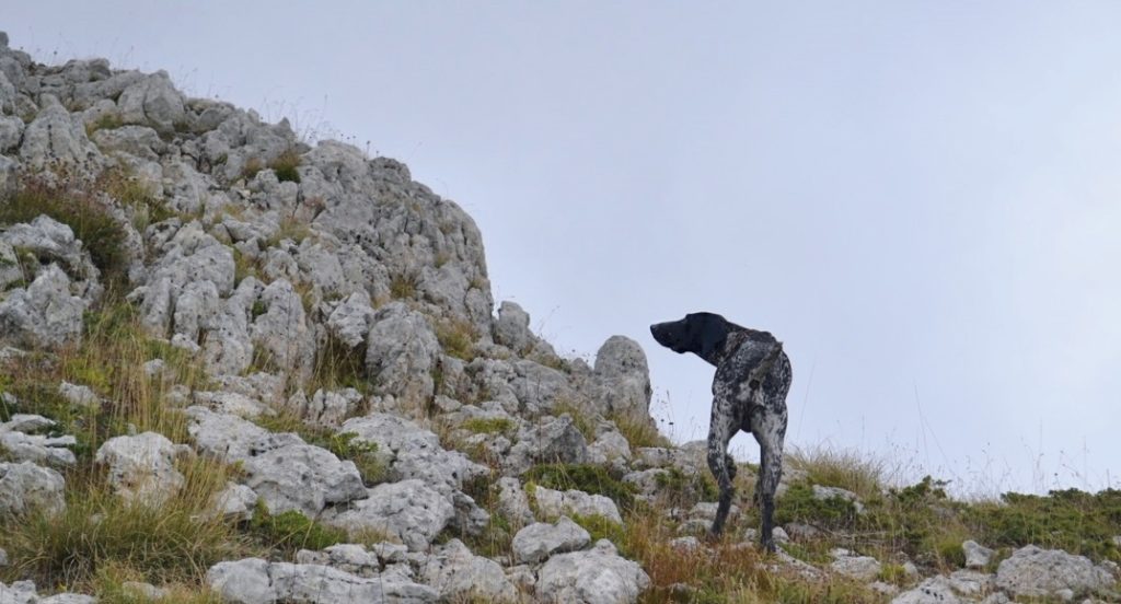 caccia in montagna