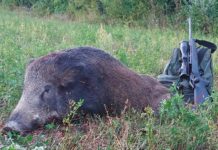 Lombardia: caccia al cinghiale, sempre più selezione