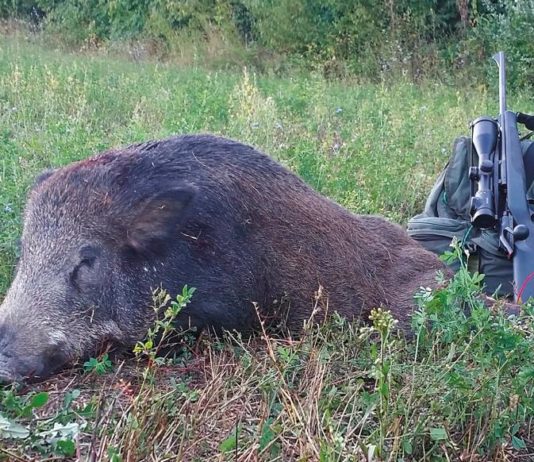 Lombardia: caccia al cinghiale, sempre più selezione