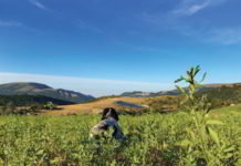 La caccia alla quaglia e il setter inglese setter
