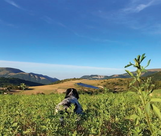 La caccia alla quaglia e il setter inglese setter