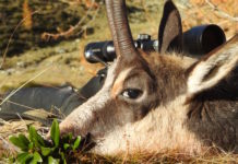 Sentieri di Caccia marzo 2019 in edicola dal 28 febbraio Copertina Sentieri di Caccia marzo 2019