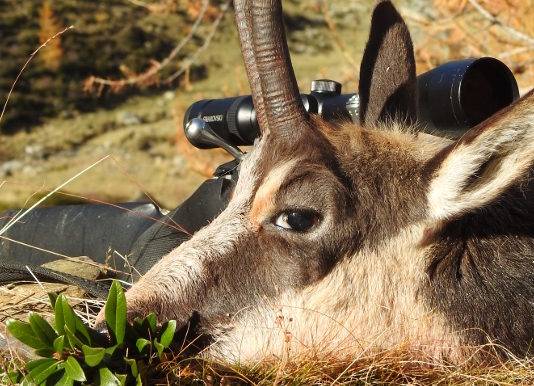 Sentieri di Caccia marzo 2019 in edicola dal 28 febbraio Copertina Sentieri di Caccia marzo 2019