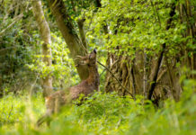 Gestione faunistica: a Bologna convegno sul ruolo del veterinario gestione faunistico venatoria veterinari aree protette, capriolo mangia foglie da albero