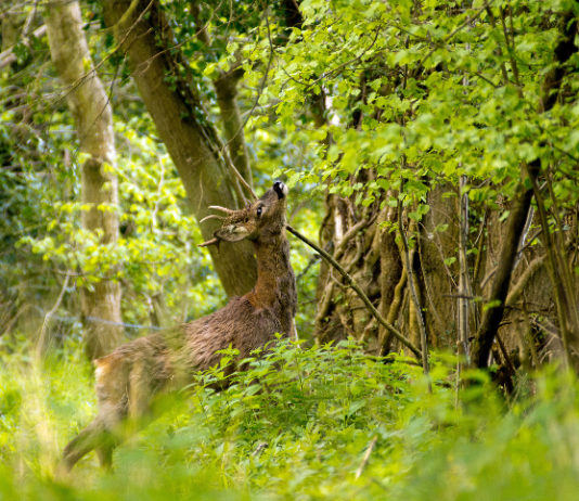 Gestione faunistica: a Bologna convegno sul ruolo del veterinario gestione faunistico venatoria veterinari aree protette, capriolo mangia foglie da albero