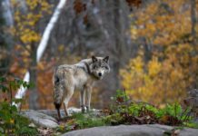 Piano lupo, ministro Costa: niente abbattimenti piano lupo: lupo nel bosco