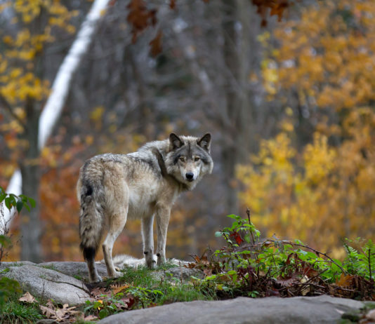 Piano lupo, ministro Costa: niente abbattimenti piano lupo: lupo nel bosco