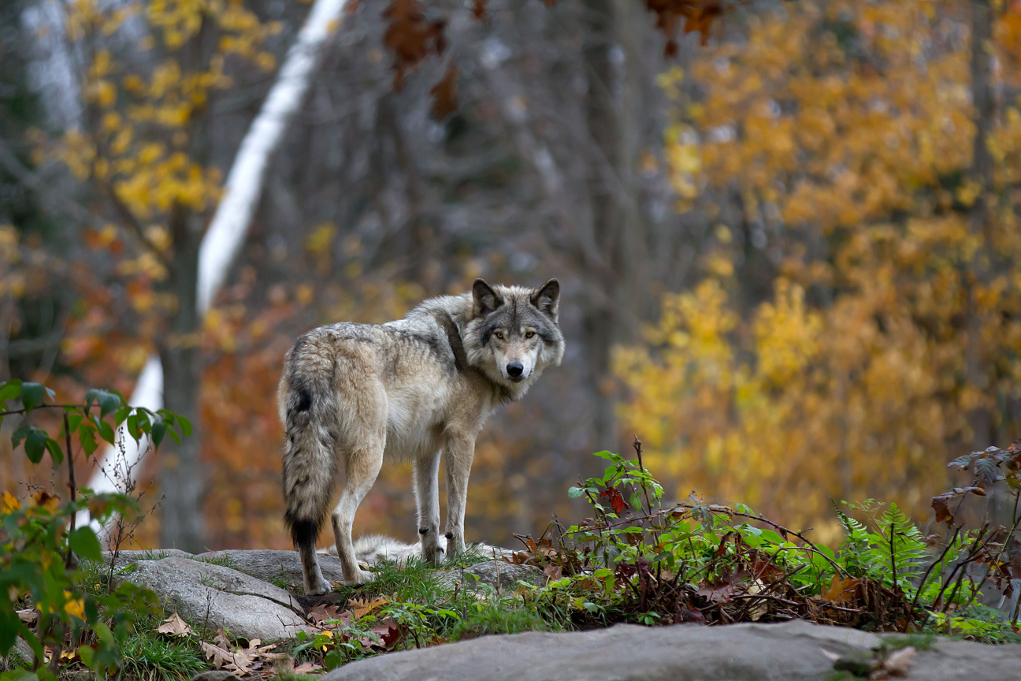 piano lupo: lupo nel bosco