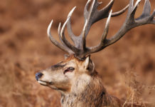 Recupero ungulati feriti: a marzo seminario a Villette (VB) cervo coronato, recupero ungulati feriti