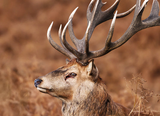 Recupero ungulati feriti: a marzo seminario a Villette (VB) cervo coronato, recupero ungulati feriti