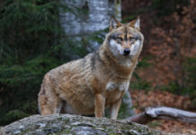 Attacco di lupi, Pompignoli: “Autorizzate prelievi selettivi” attacco di lupi, lupo nel bosco
