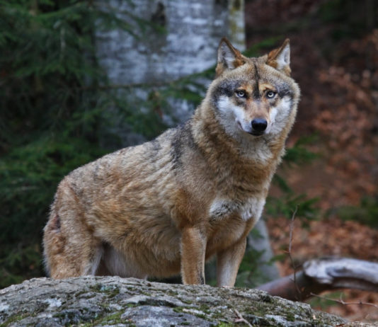 Attacco di lupi, Pompignoli: “Autorizzate prelievi selettivi” attacco di lupi, lupo nel bosco