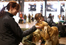 Hit Show 2019: in fondo al conto alla rovescia, attesa per 1.500 cani da caccia cani da caccia a Hit Show 2019