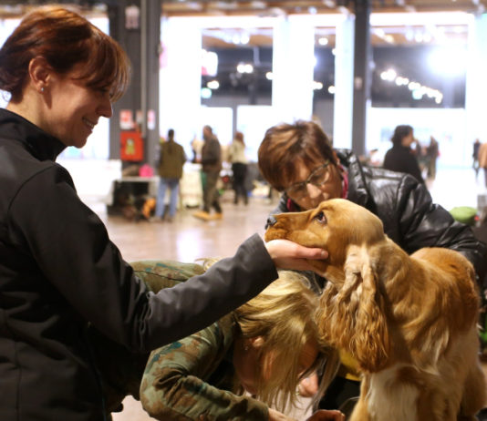 Hit Show 2019: in fondo al conto alla rovescia, attesa per 1.500 cani da caccia cani da caccia a Hit Show 2019