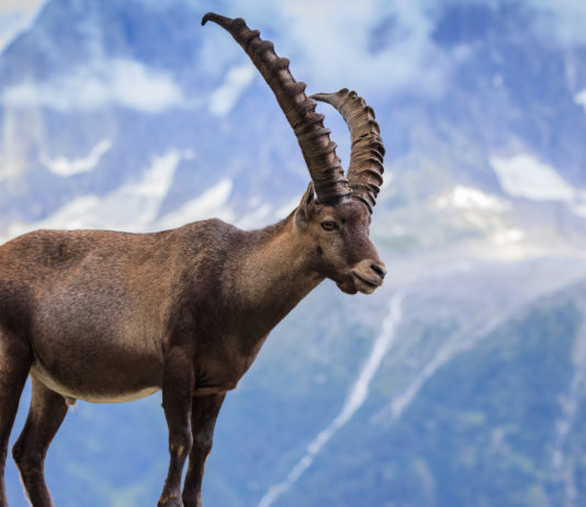 Convegno sullo stambecco a Bergamo convegno sullo stambecco
