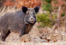 Gestione del cinghiale, consiglieri Emilia Romagna: “Più braccata e girata” gestione del cinghiale, cinghiale con quattro piccoli nel bosco