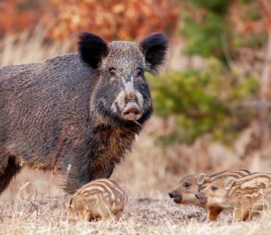 Gestione del cinghiale, consiglieri Emilia Romagna: “Più braccata e girata” gestione del cinghiale, cinghiale con quattro piccoli nel bosco