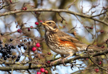 Key concept sulla migratoria, ambientalisti: Costa e Conte facciano resistenza key concept sulla migatoria tordo sassello