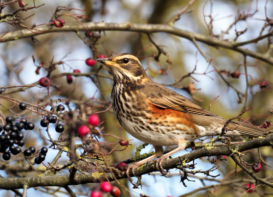 Key concept sulla migratoria, ambientalisti: Costa e Conte facciano resistenza key concept sulla migatoria tordo sassello