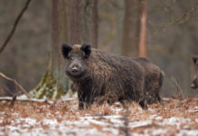 Peste suina africana: «Cruciale il ruolo dei cacciatori» peste suina africana cinghiale nel bosco
