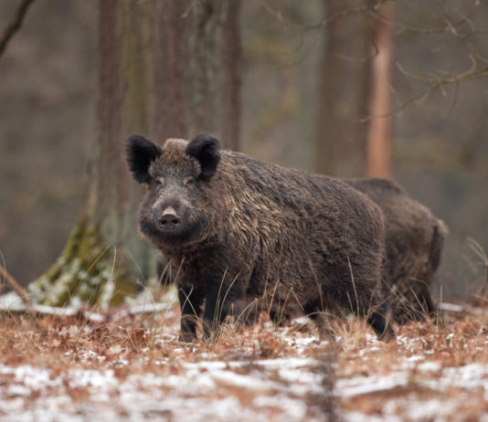 Peste suina africana: «Cruciale il ruolo dei cacciatori» peste suina africana cinghiale nel bosco