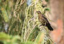 Key concept sulla migratoria, la risposta dei cacciatori agli ambientalisti