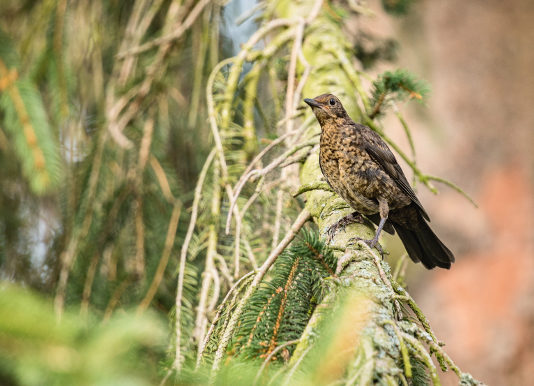 Key concept sulla migratoria, la risposta dei cacciatori agli ambientalisti